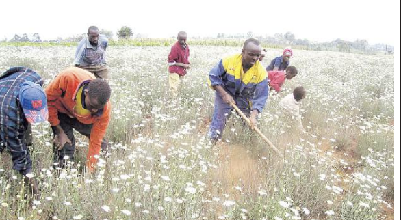 State targets private investors to rescue collapsing pyrethrum industry