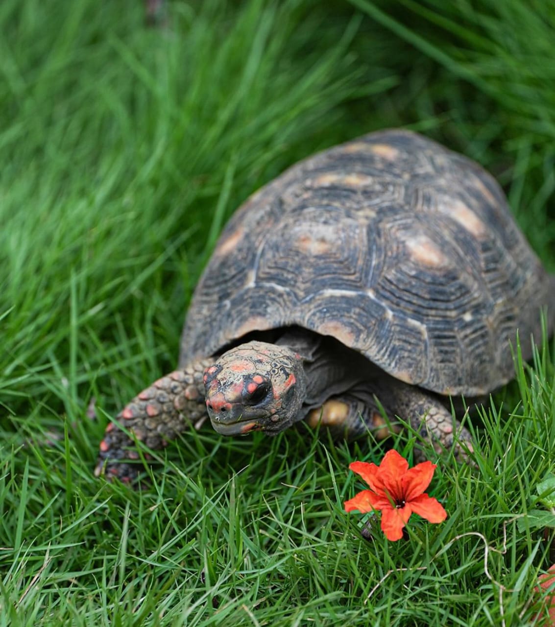 How India’s model inspires Africa’s conservation excellence