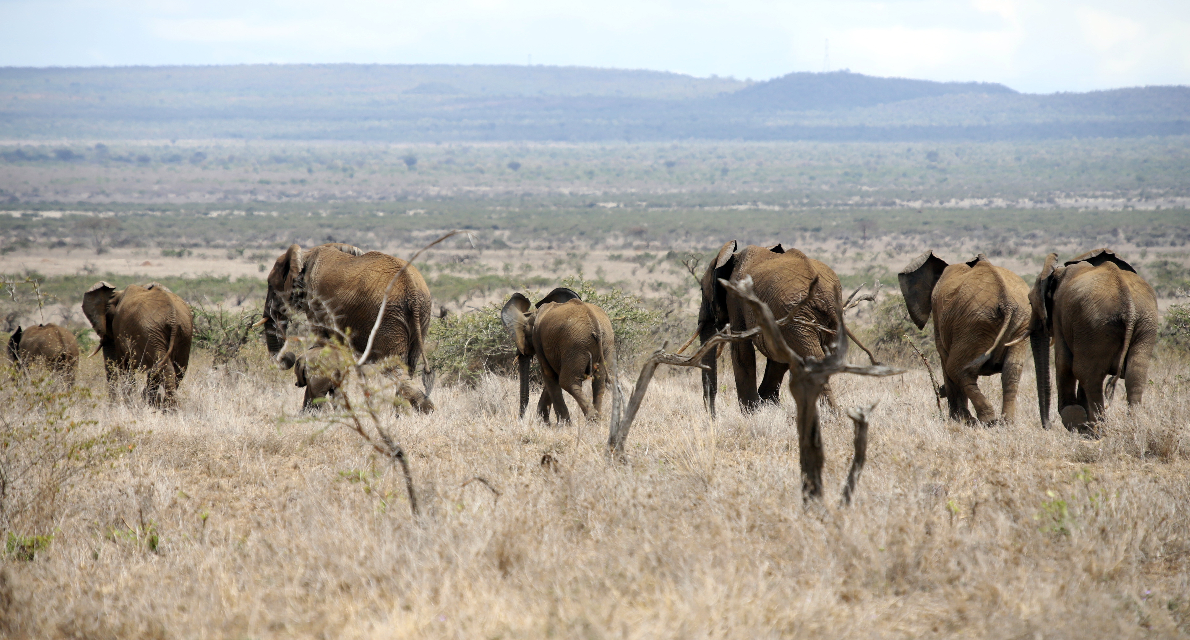 Conservations efforts pay off as wildlife population grows