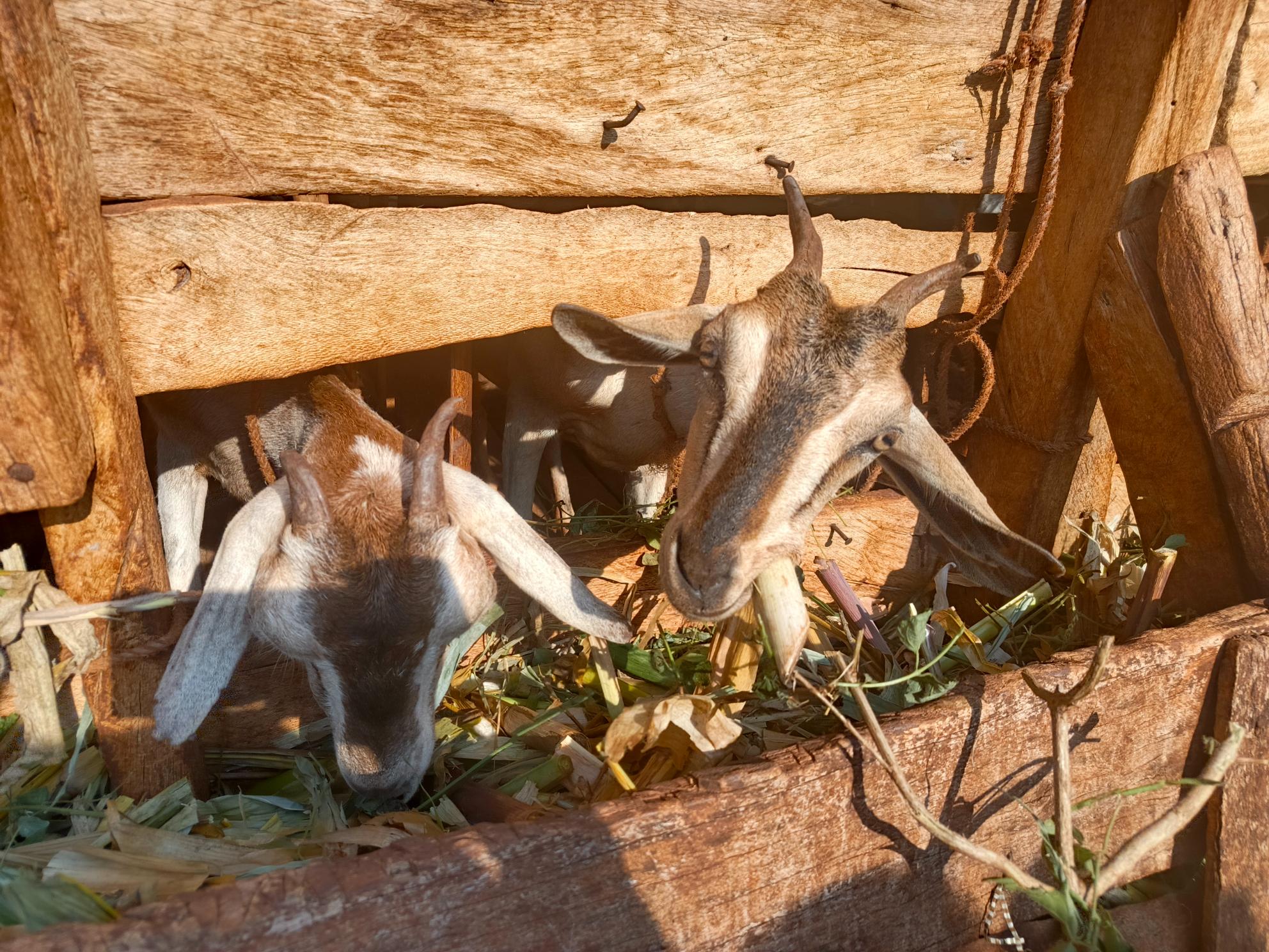 Goats power Tharaka Nithi women’s financial freedom