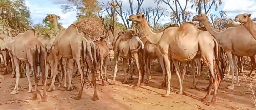 Kala-azar outbreak sparks fear in Kitui county