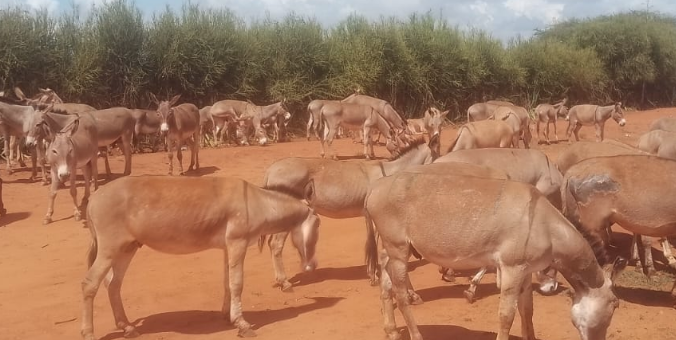 136 donkeys seized in Mwingi amid suspected illegal meat trade