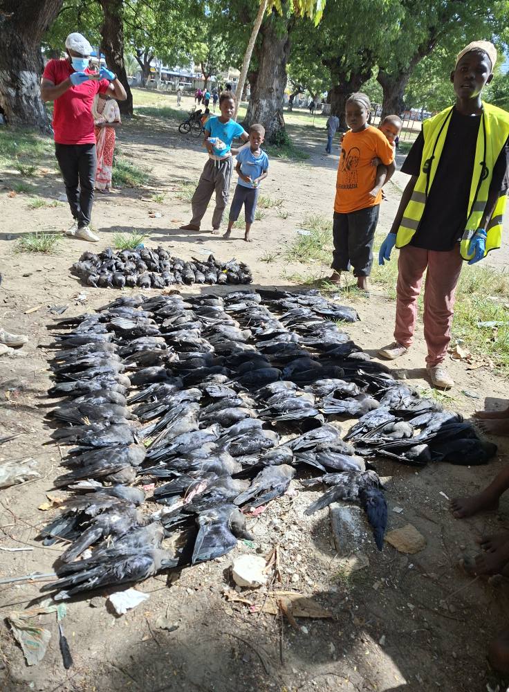 Lobby threatens suit over killing of crows in Mombasa