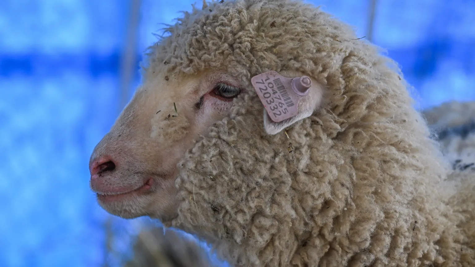 India's first gene-edited sheep turns one