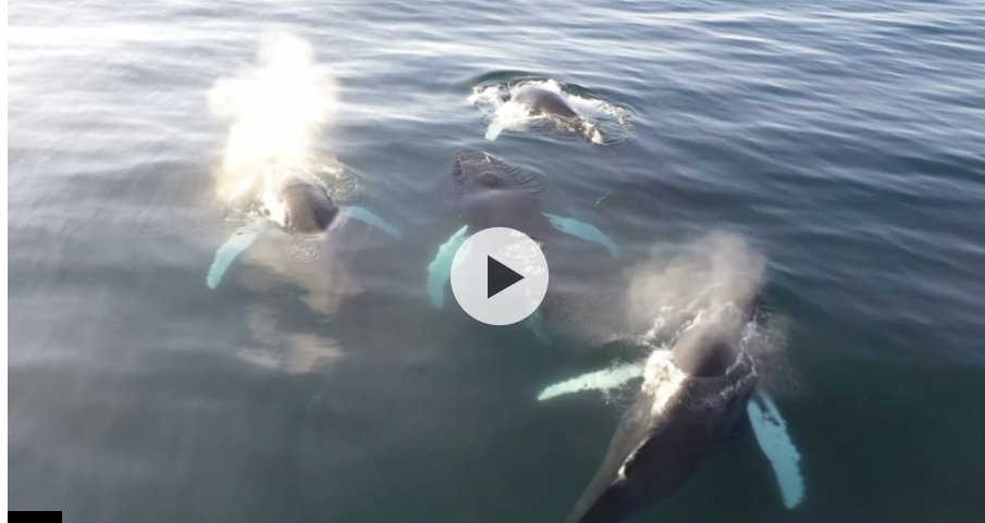 Drones detect deadly virus in Arctic whales' breath