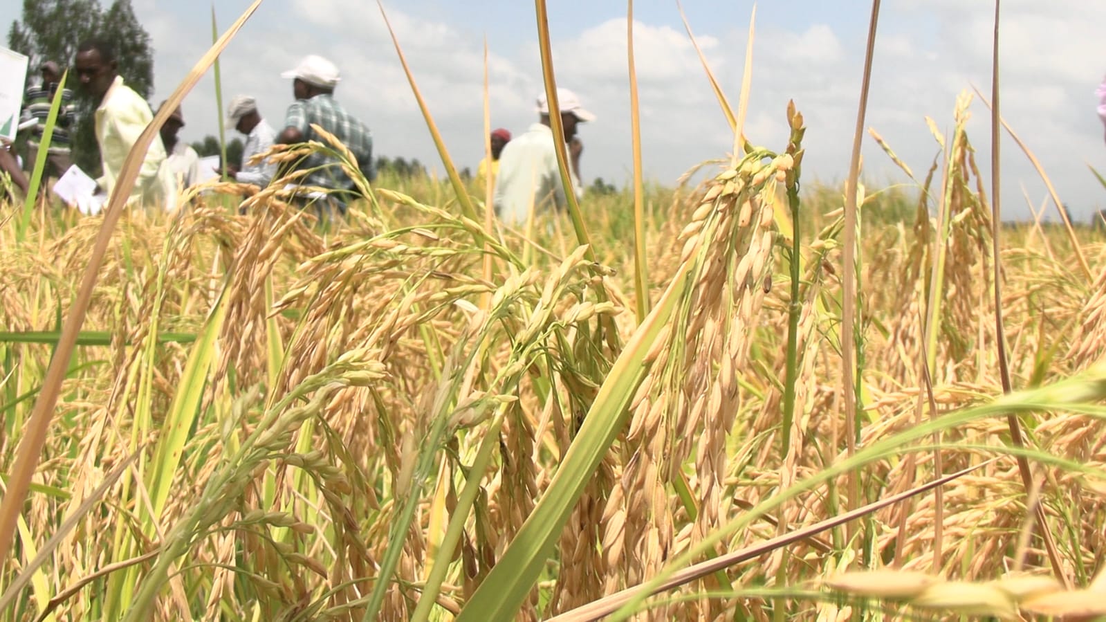 Kalro introduces new high yielding rice varieties