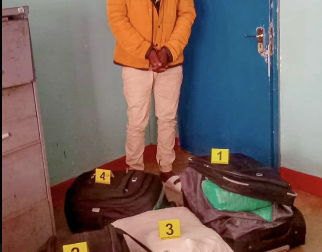 One arrested as cannabis worth Sh1.4m seized in Kakamega