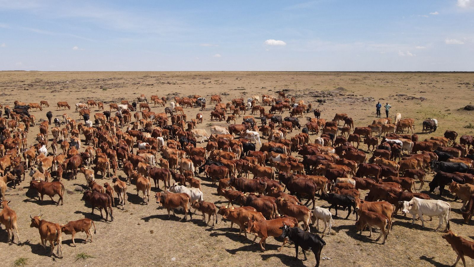 State bets on tech in mass livestock vaccination