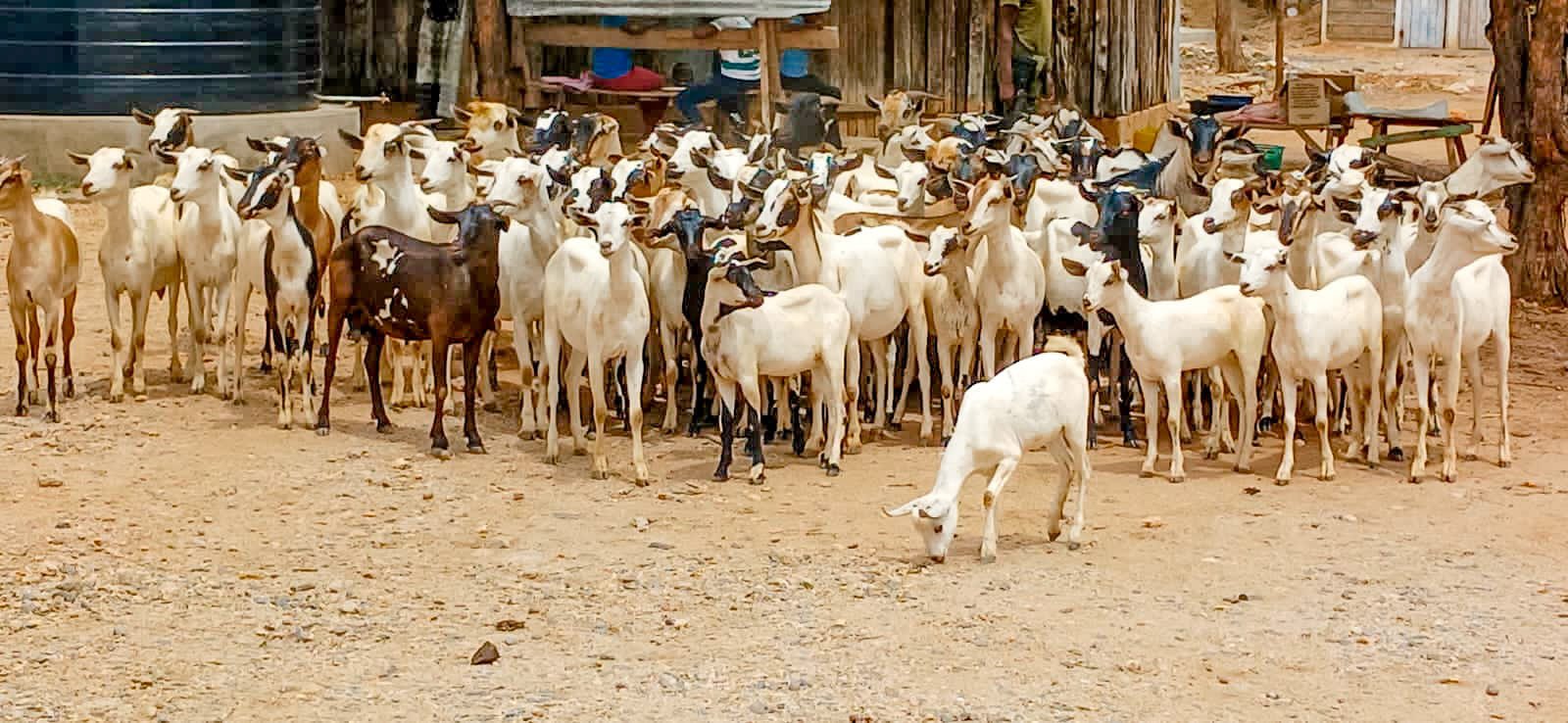 Police recover 300 stolen goats in Isiolo
