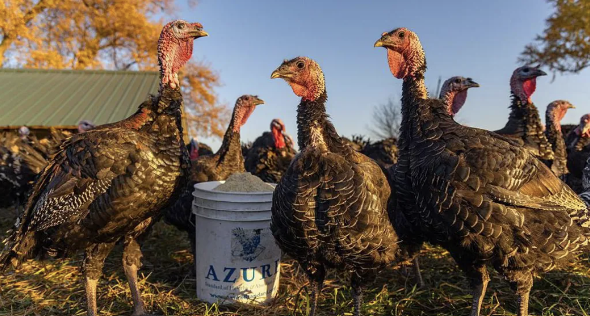 Indian scientists predict how bird flu could spread to humans