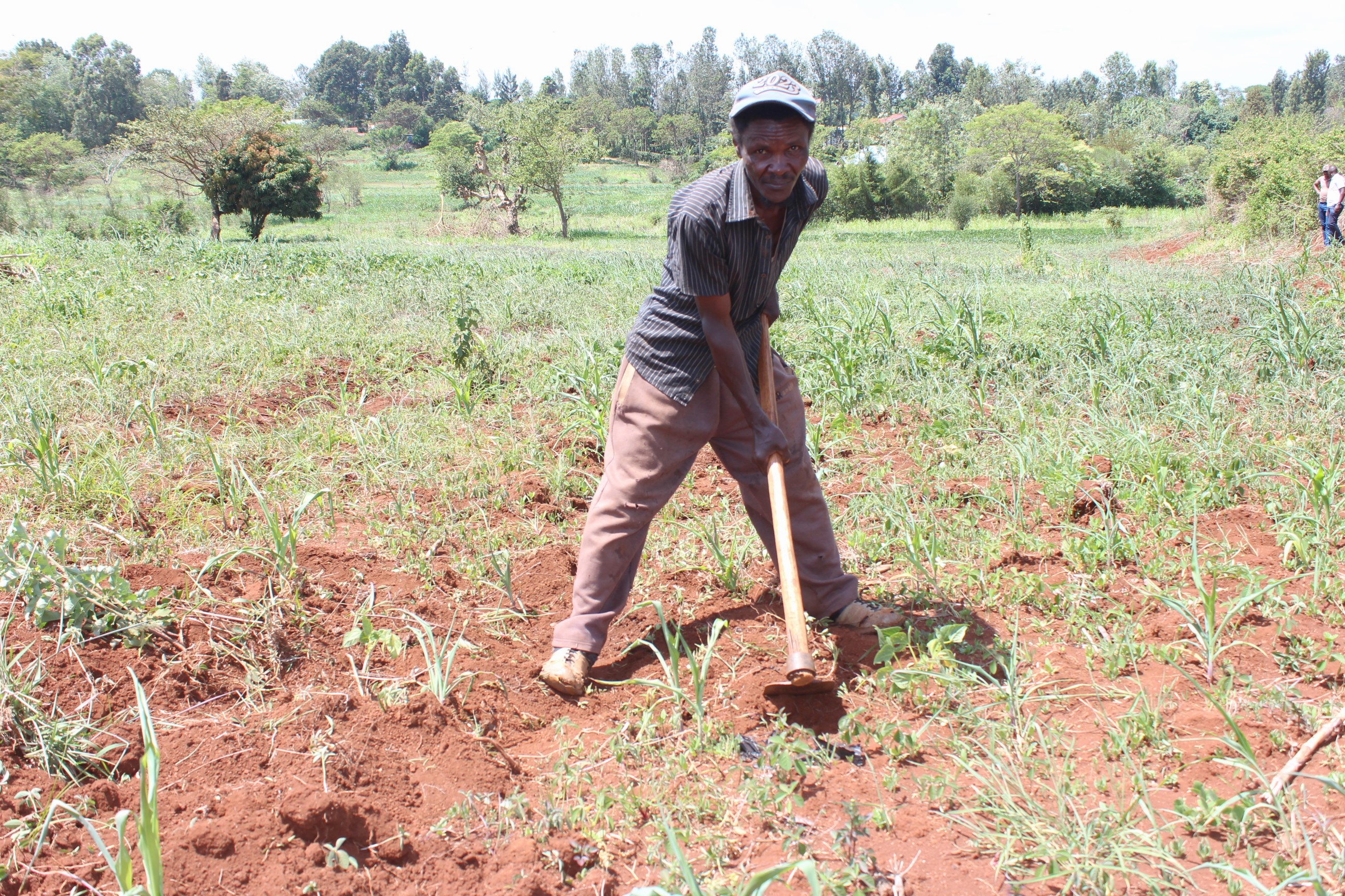 MP Waithera trades blame with CS Wahome over Maragua land
