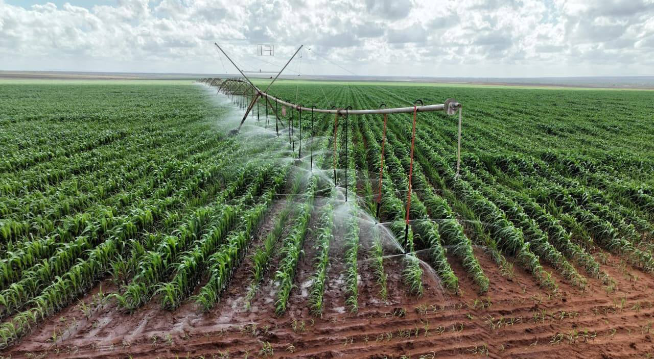 Intensive farming attributed to shorter lifespans