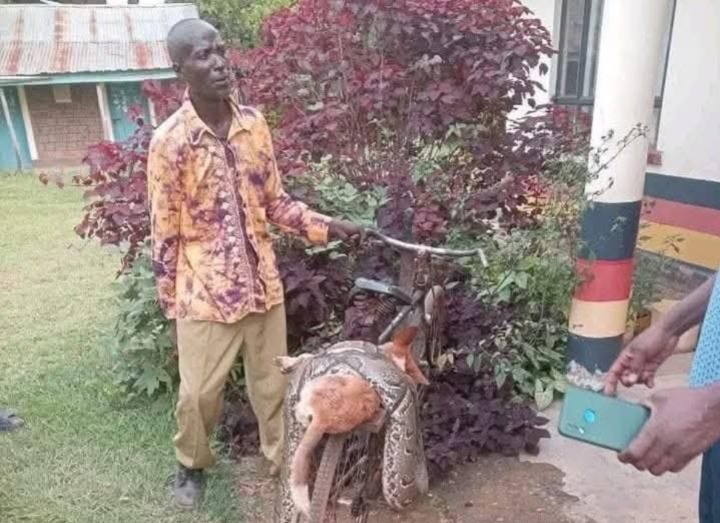 Farmer kills python, carries it to police station