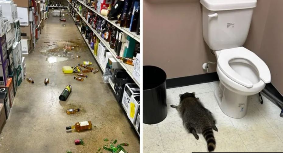 Drunk raccoon found passed out on liquor store floor