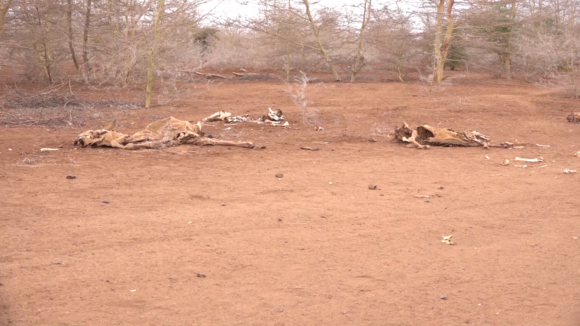 MP calls for unified plan to address drought in Northeastern