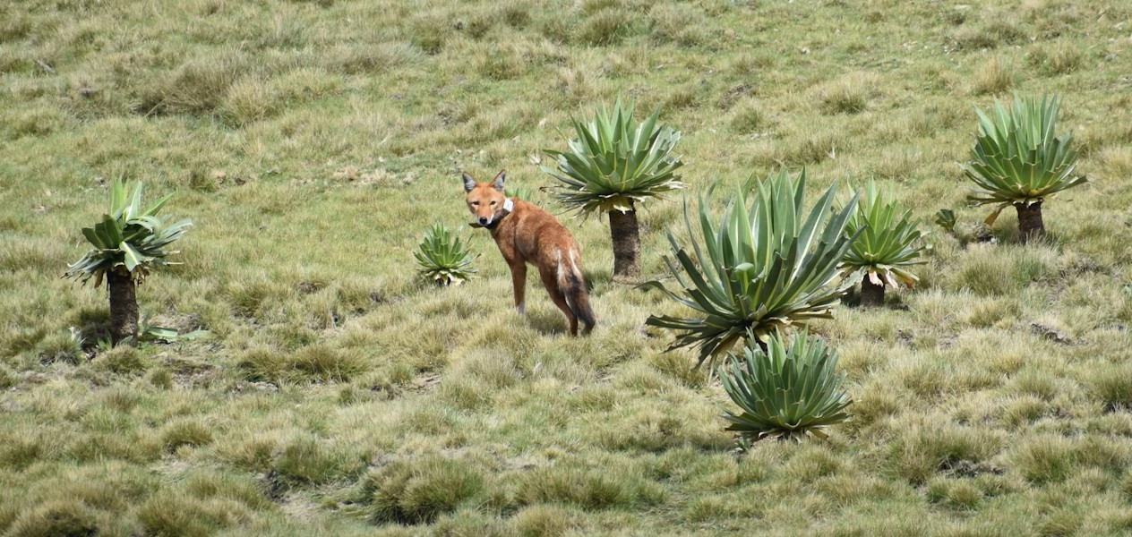 First Ethiopian wolf ever captured, nursed and returned to the wild