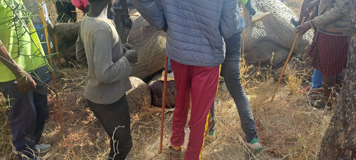 Elephant kills 35-year old ECDE teacher in Kajiado West