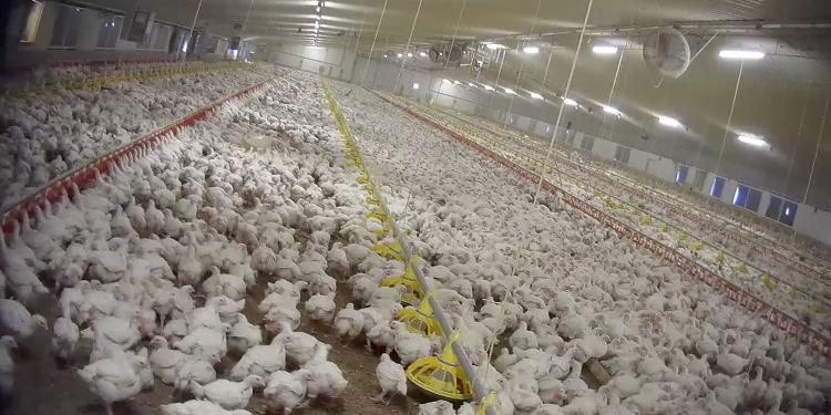 Global index finds factory farming cuts human lifespans, harms the planet
