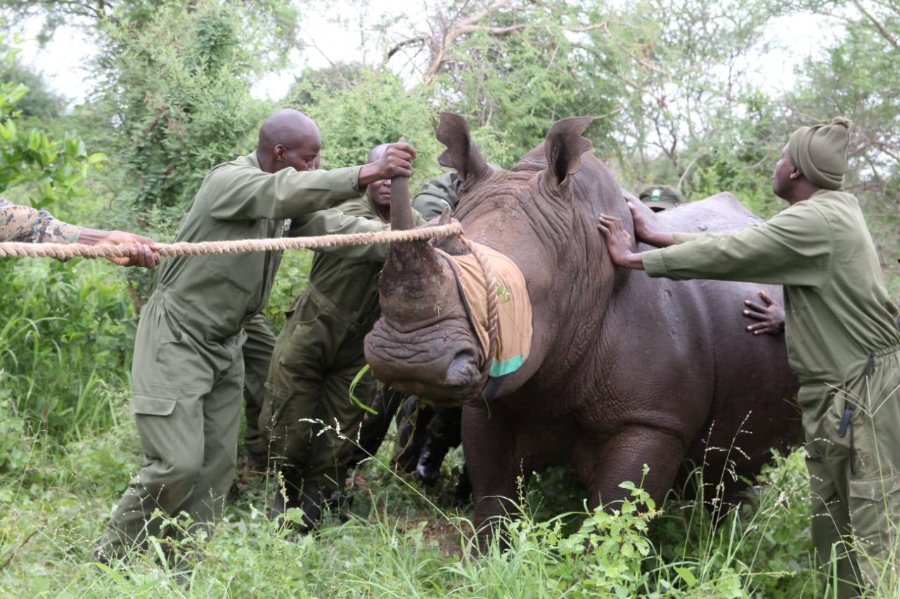 KWS moves 3 white rhinos to Mt Kenya Conservancy