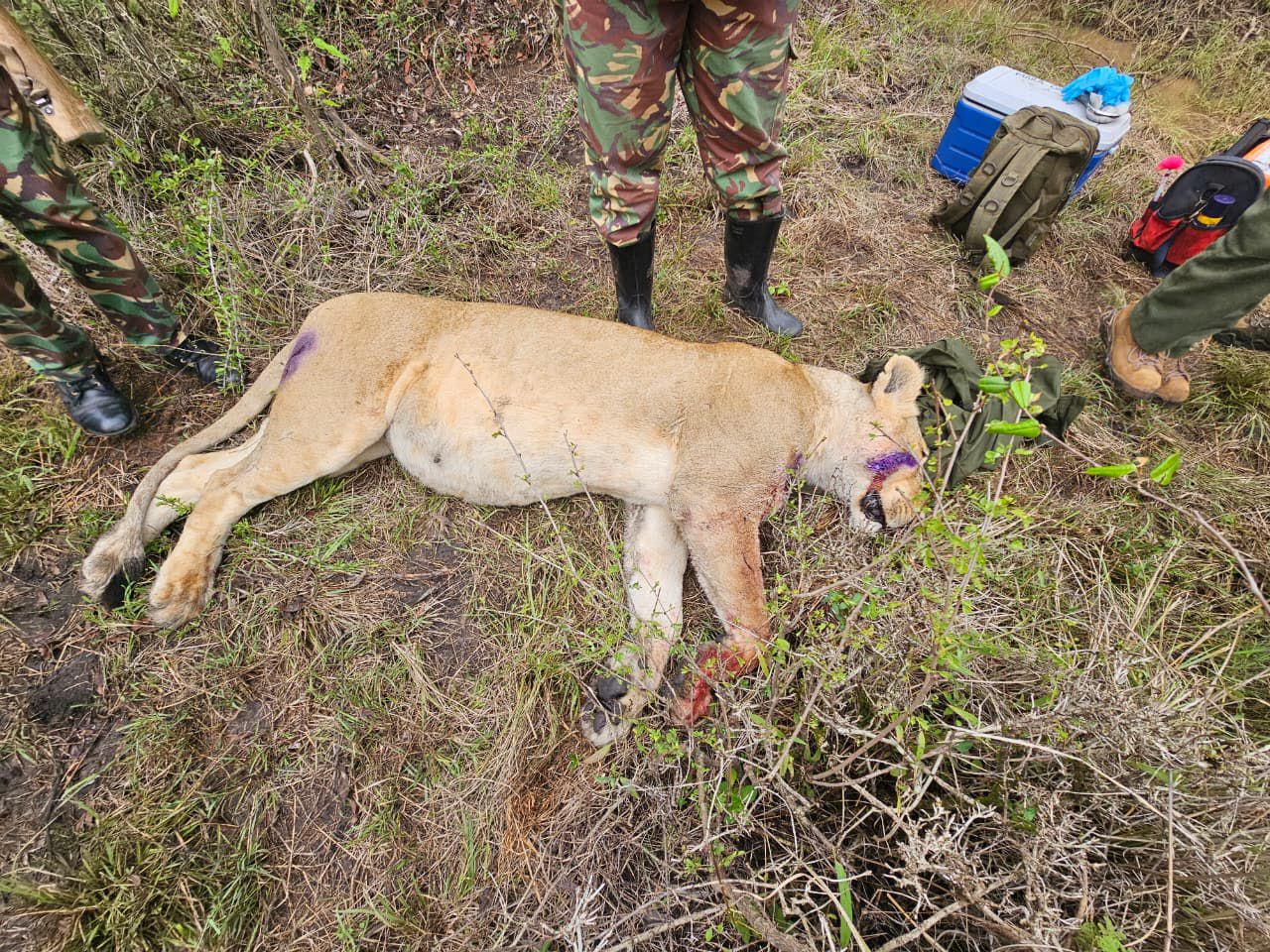 KWS vets treat injured lions in Maasai Mara