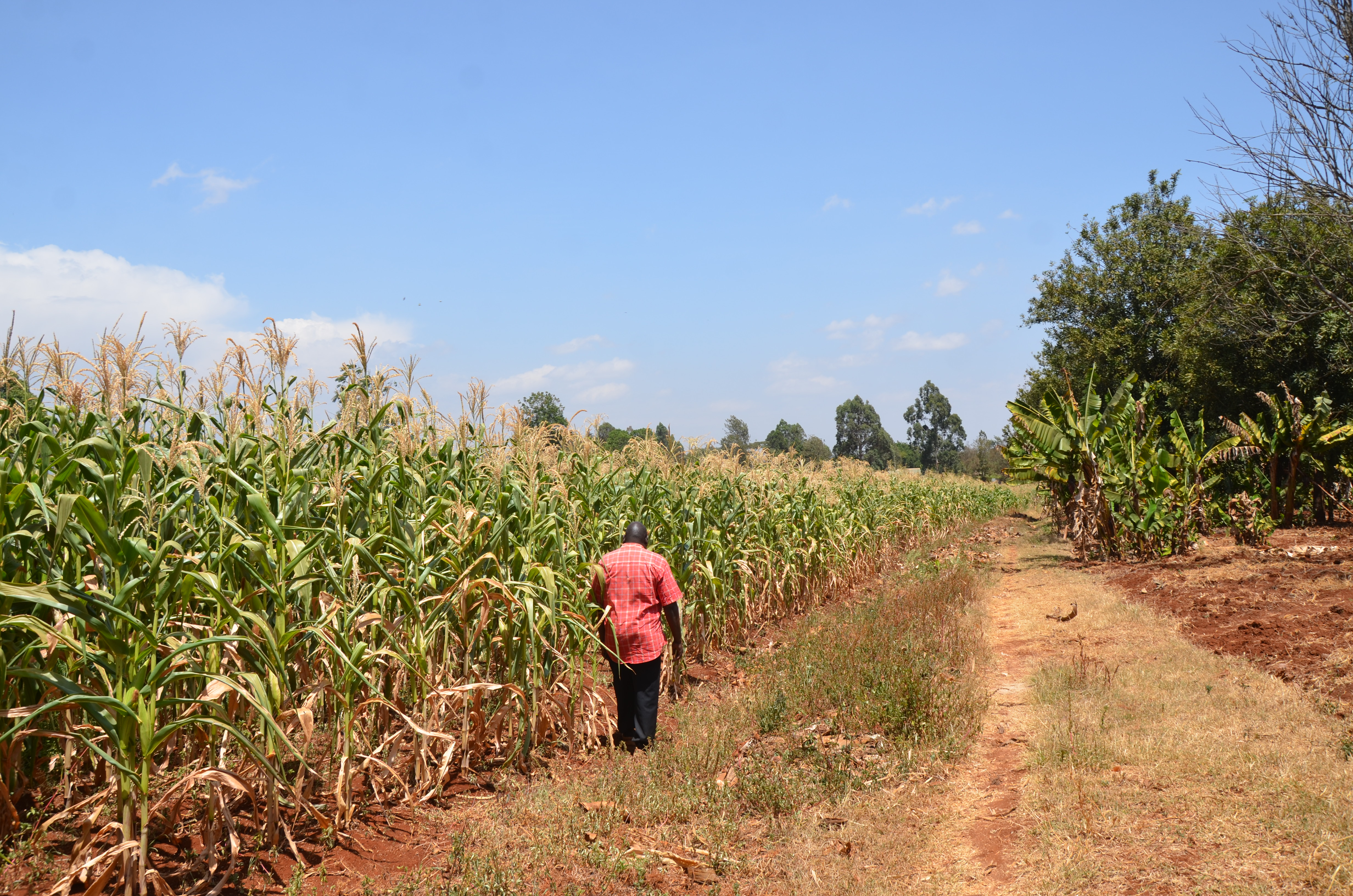 Counties on ‘high alert’ over poor short rains