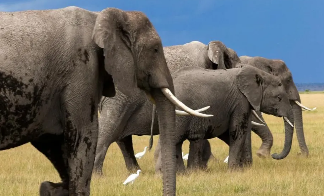 Elephant kills woman in Kibiko, Kajiado