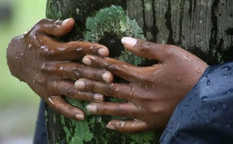 Madowo & Itumbi Asked to Petition GWR for 72-Hr Tree Hug