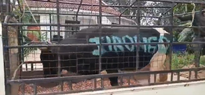 Khalwale pays tribute to Jirongo with bull bearing his name