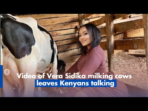 Video of Vera Sidika milking cows leaves Kenyans talking