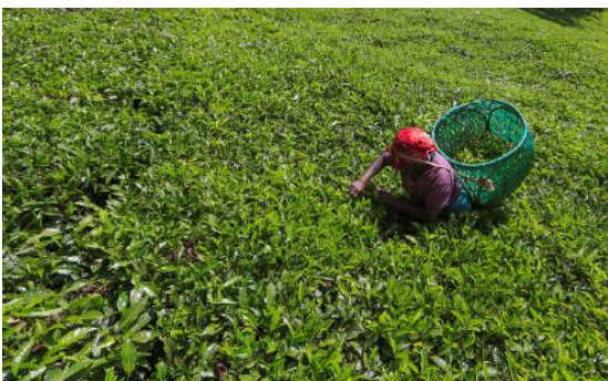 Iranian crisis has less impact on Kenyan tea export market