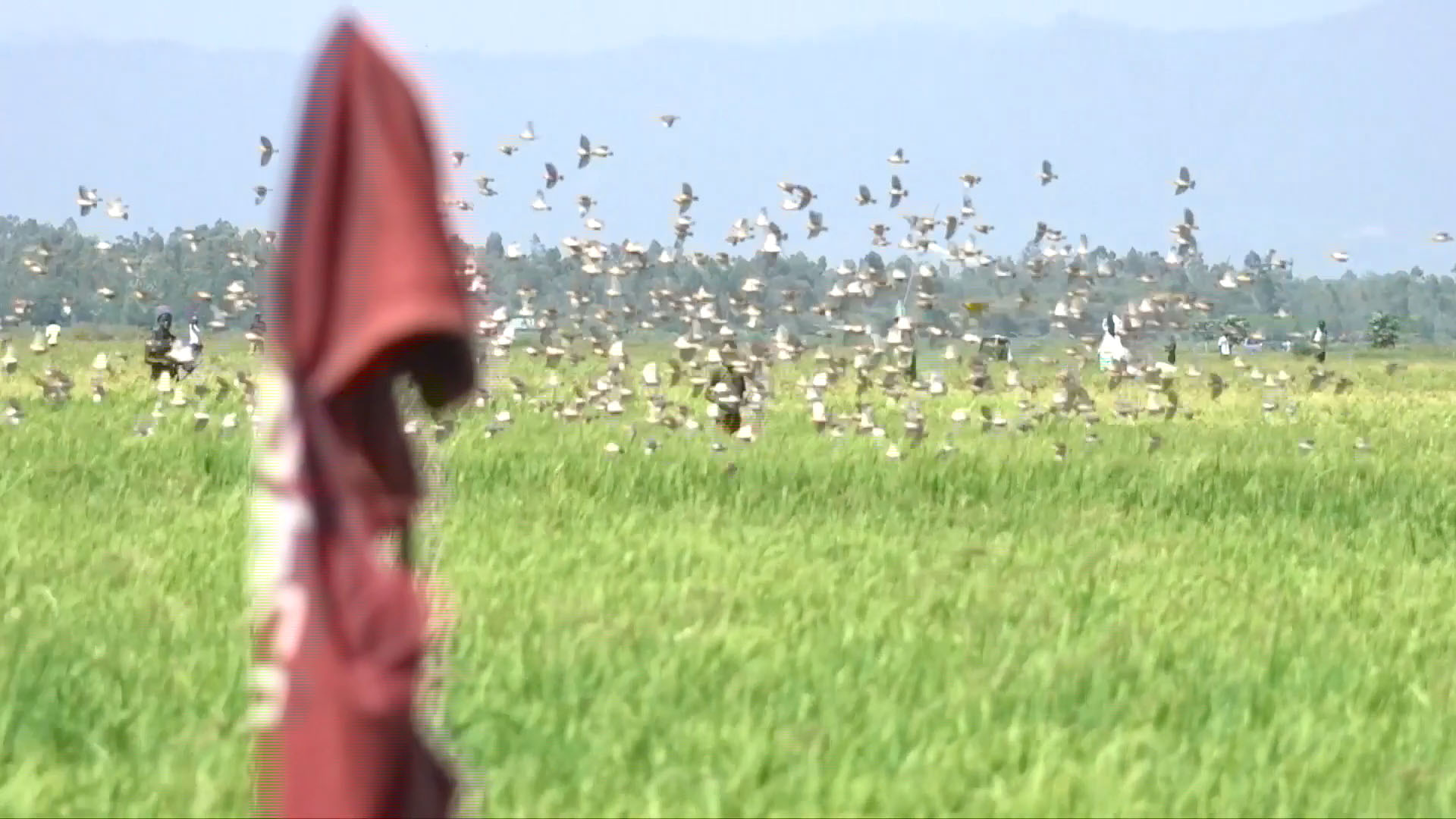 Emergency operation launched as quelea birds ravage Kisumu rice fields