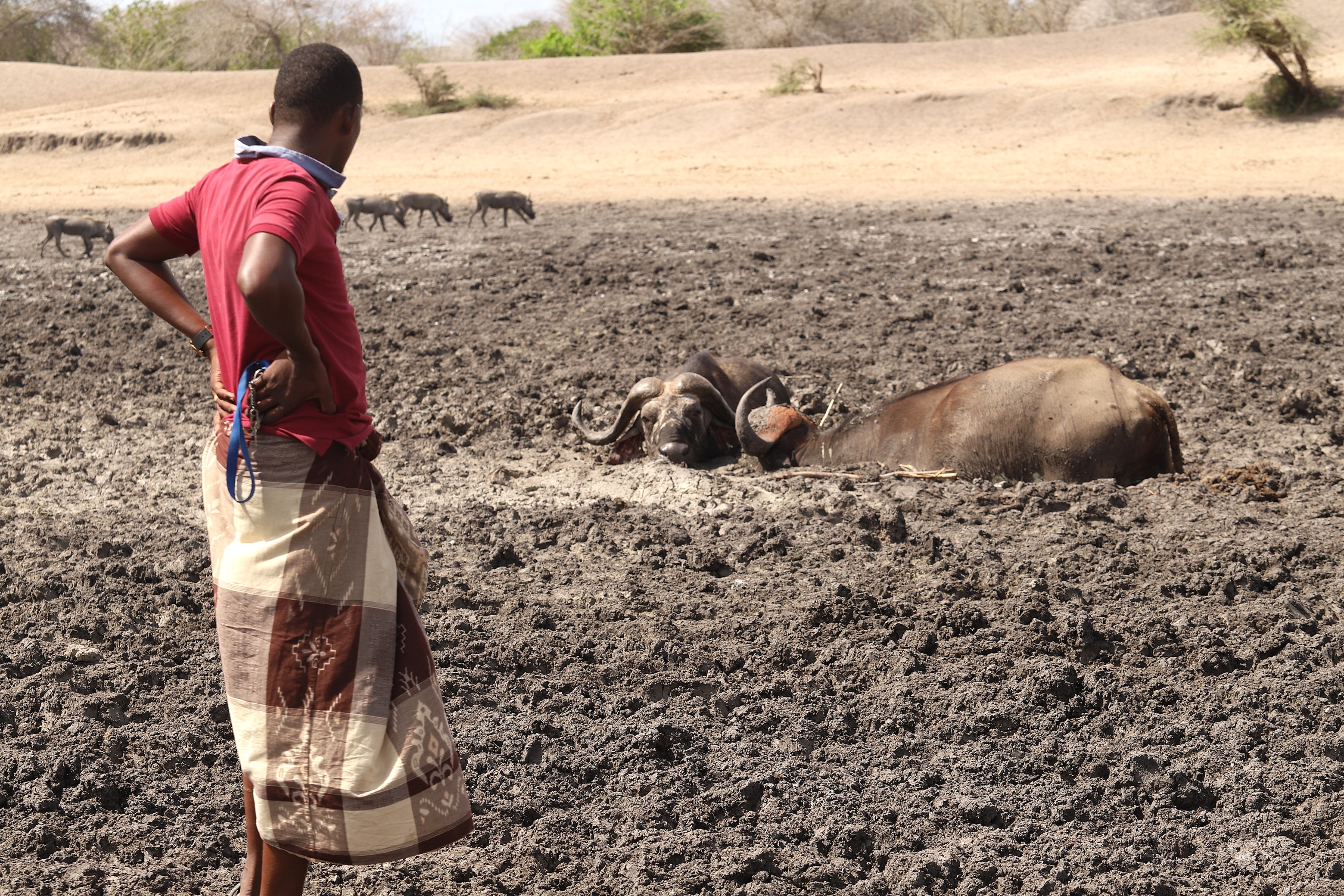 [PHOTOS] Buffaloes bear the brunt as water pans dry