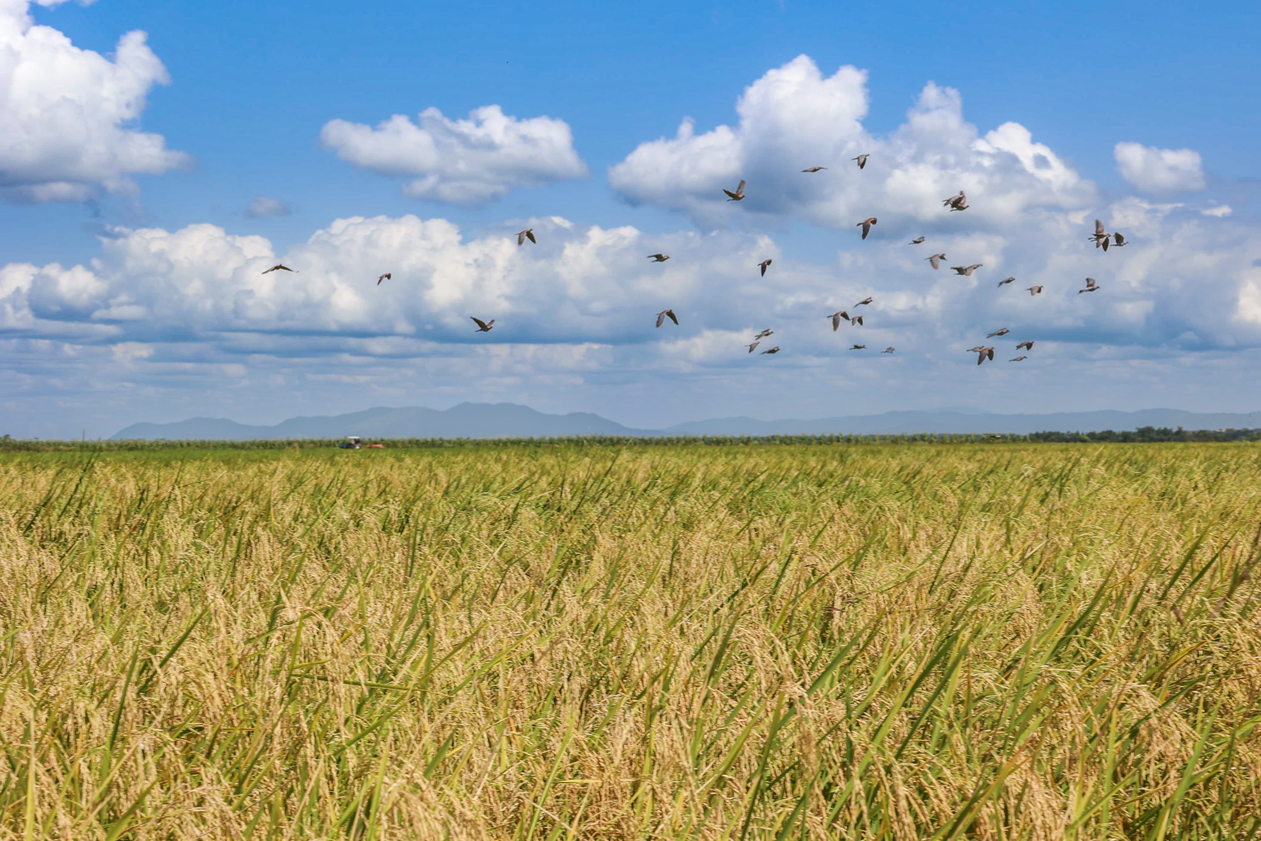 Drought, rising rice prices and a court battle push Kenya toward food crisis