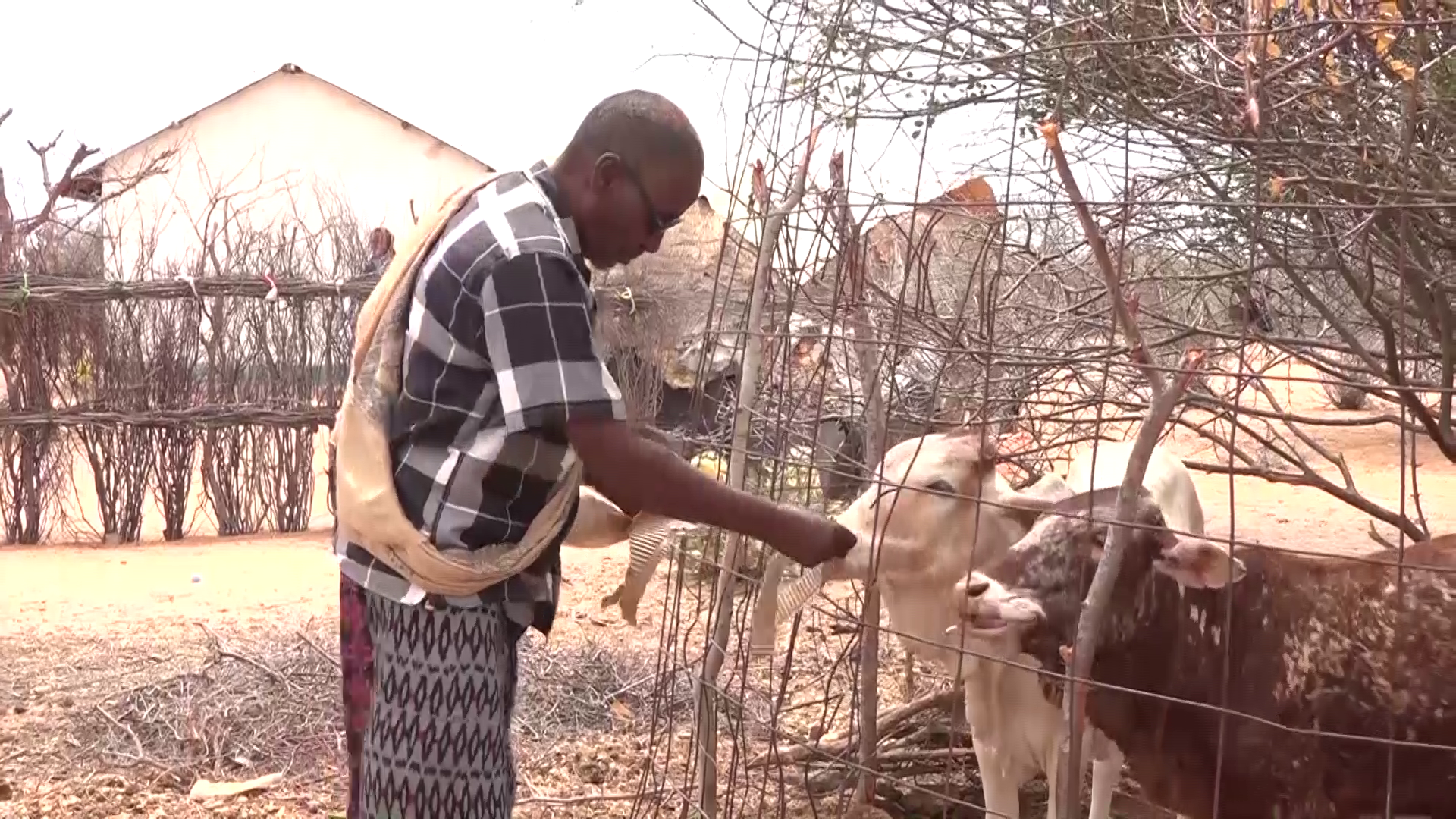 Mandera in drought alarm phase as 335k locals need assistance