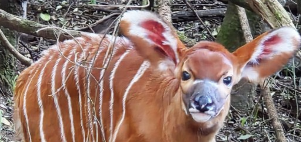 Kenya welcomes Its 100th mountain Bongo