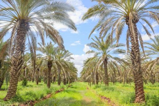 State plans certified date palm nurseries to expand date farming in ASALs