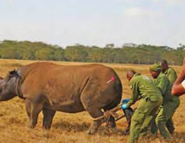 Rhino treated, discharged after fierce territory clash
