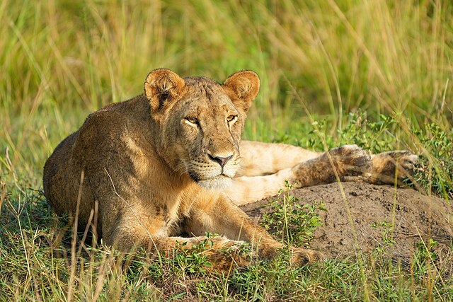 Safety Alert: What to Do as 2 Lionesses Escape Nairobi National Park