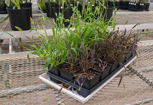 Scientists now develop crops that detect harmful chemicals