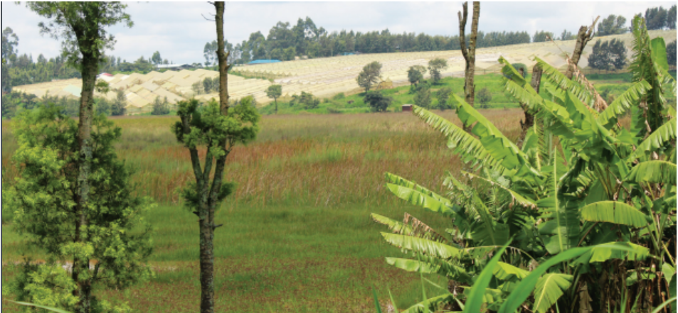 Ondiri swamp faces new threats despite conservation efforts