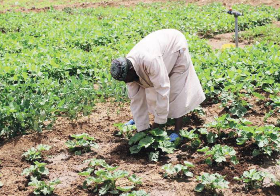 Refugees grow crops and hope