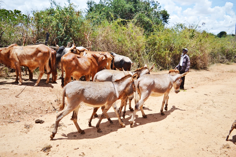 Kitui rolls out livestock vaccination drive amid worsening drought