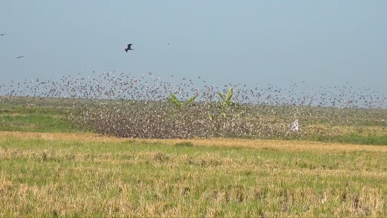 Kisumu rice farmers count losses as birds ravage West Kano scheme