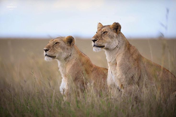 KWS launches operation to contain lionesses near Nairobi Park