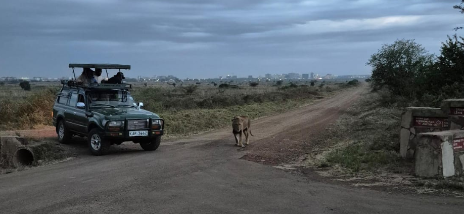 Panic in Sholinke as lionesses stray from Nairobi national park
