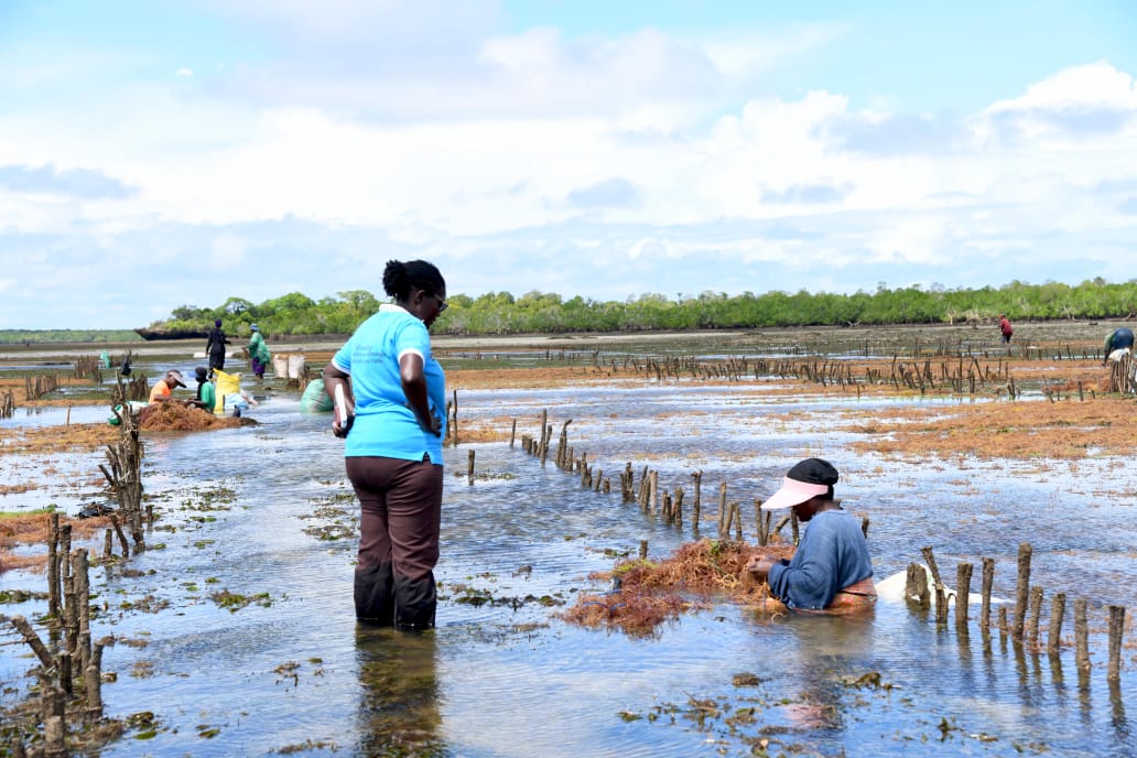 How seaweed is reshaping coastal women's fortunes