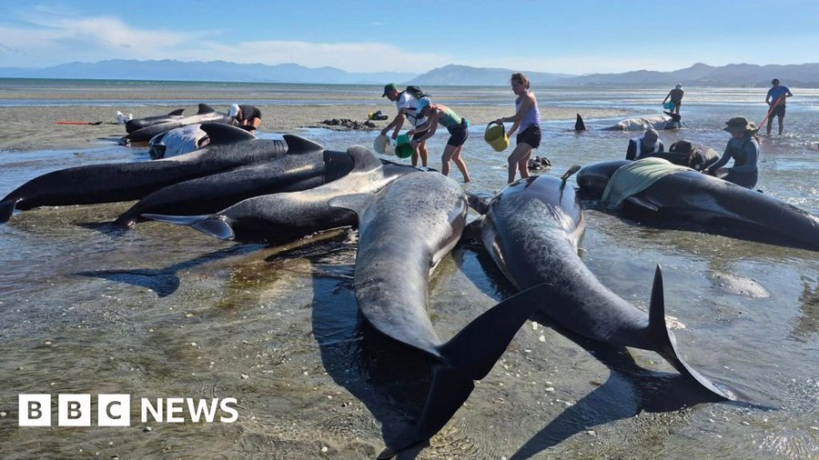 Six whales die after mass stranding on remote NZ beach