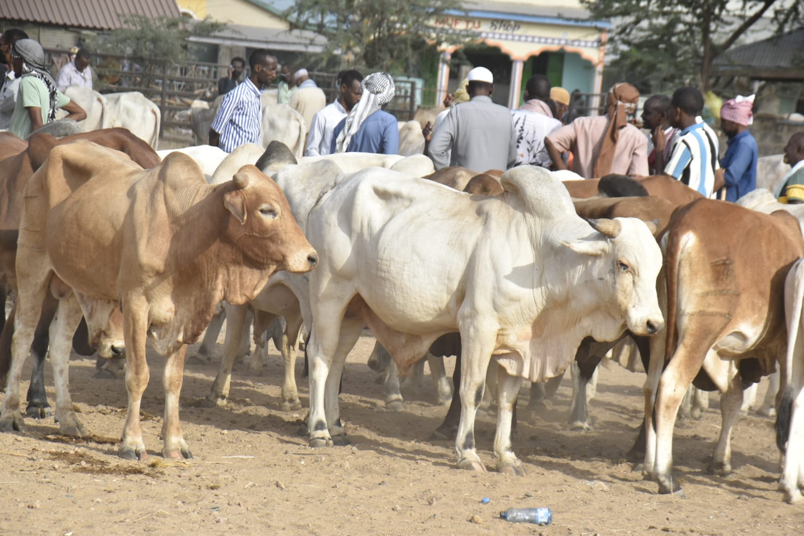 New market to transform livestock trade in Garissa