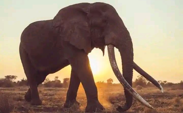 End of an Era: Kenya Mourns Legendary Super Tusker Who Died at 54