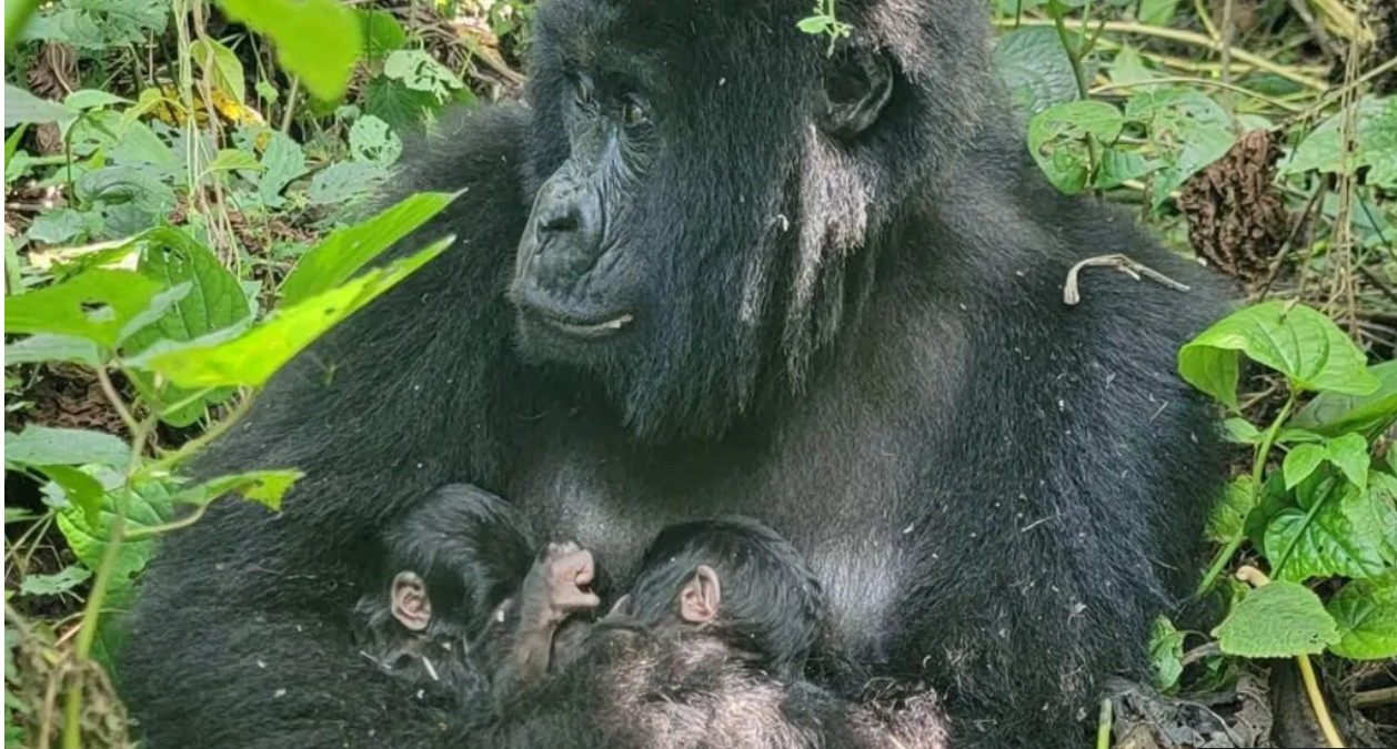 Rare mountain gorilla twins born in Africa's oldest national park